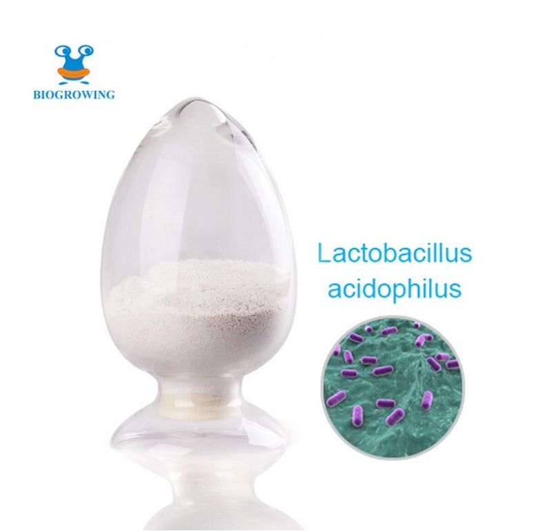 Probiotics powder Lactobacillus acidophilus