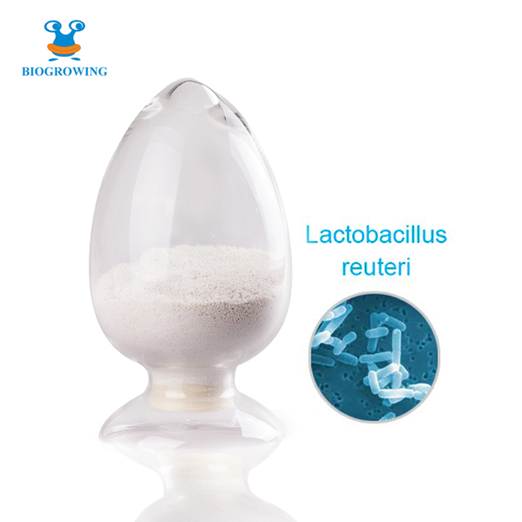 Probiotics powder Lactobacillus reuteri