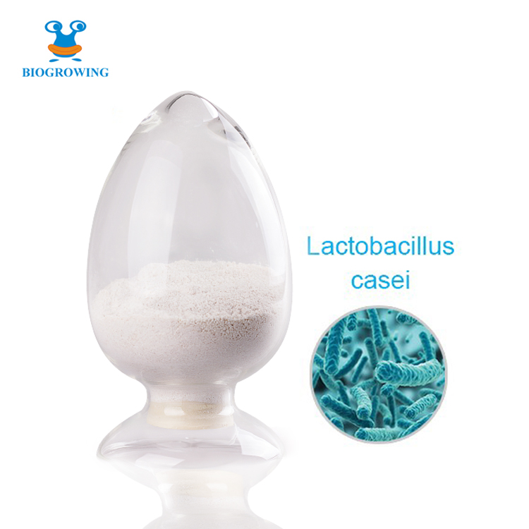 Probiotics powder Lactobacillus casei