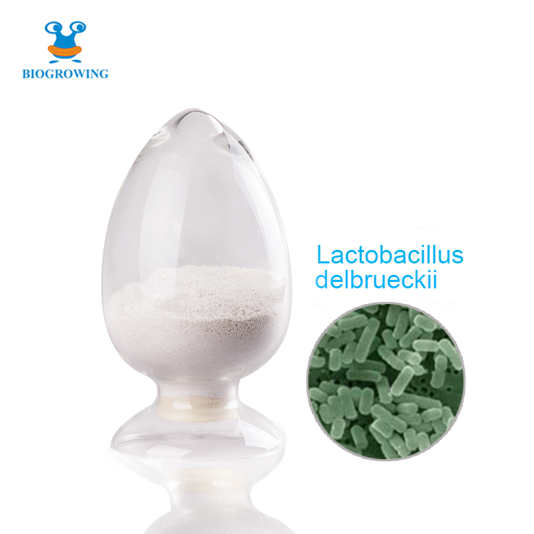 Probiotics powder Lactobacillus delbrueckii subsp.lactis