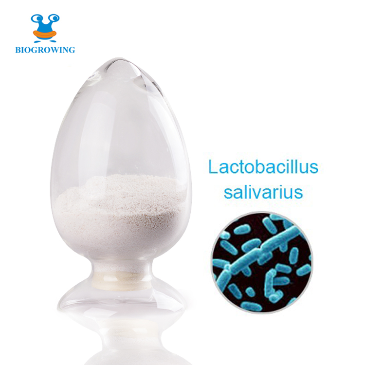 Probiotics powder Lactobacillus salivarius