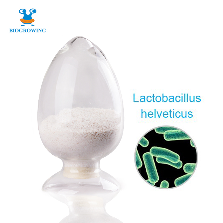 Probiotics powder Lactobacillus helveticus