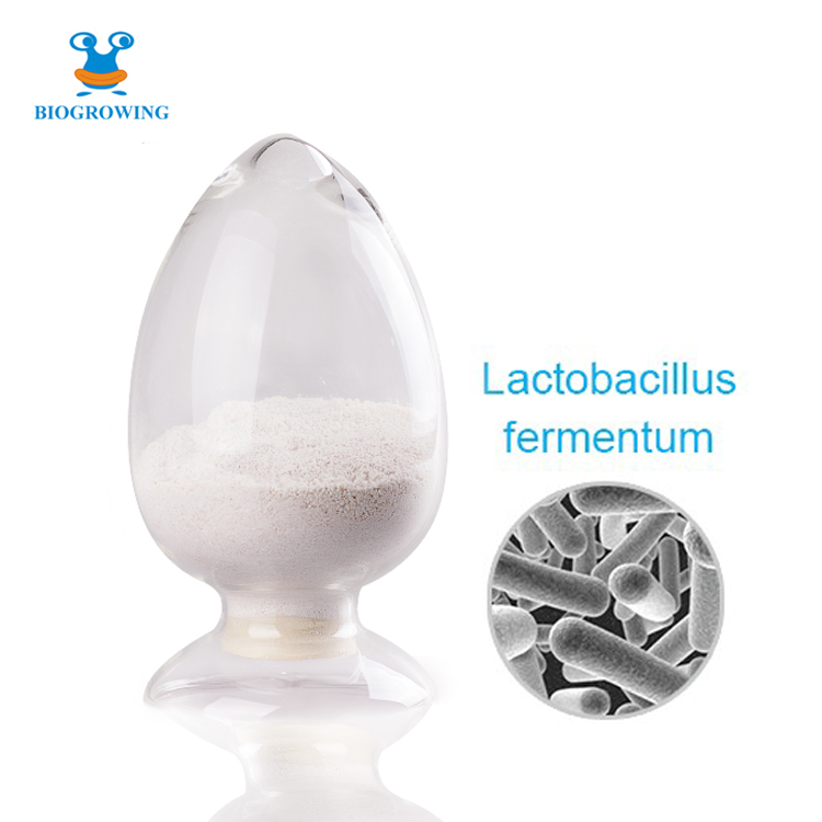 Probiotics powder Lactobacillus fermentum