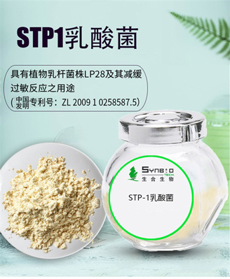 STP1乳酸菌
