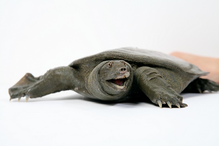 Qingxi black turtle