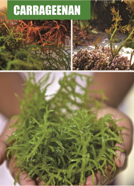CARRAGEENAN