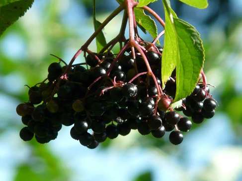 Elderberry Puree