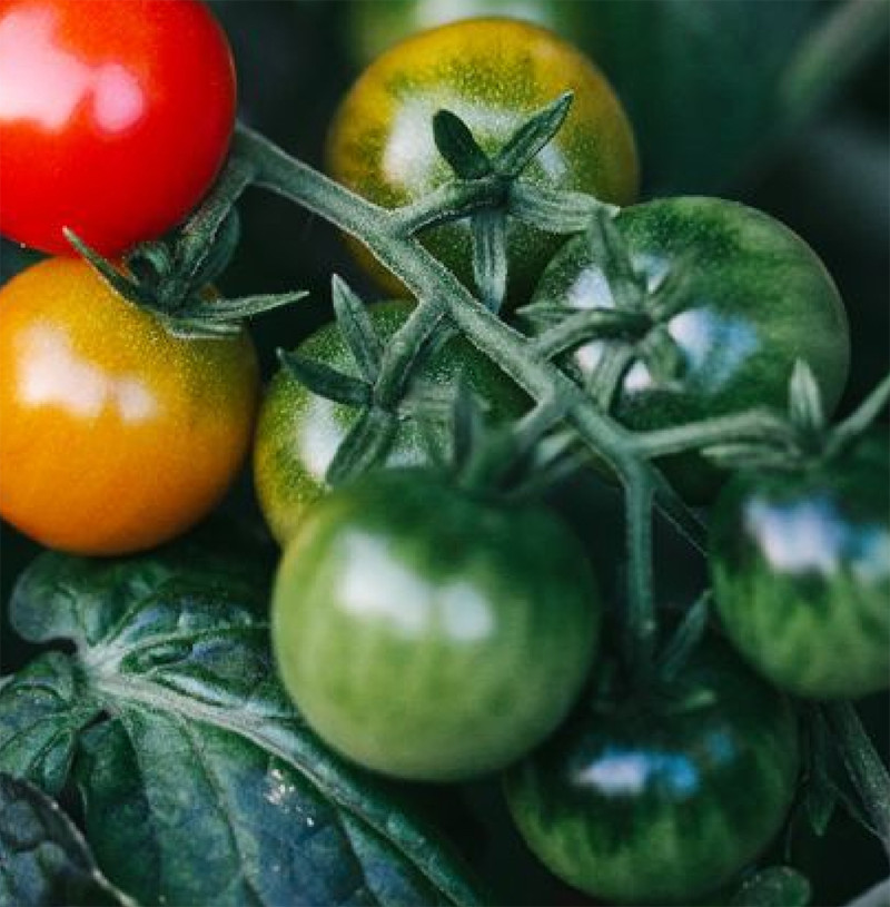 Phytozing