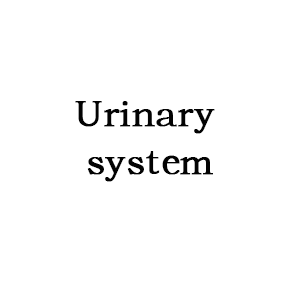 Urinary system