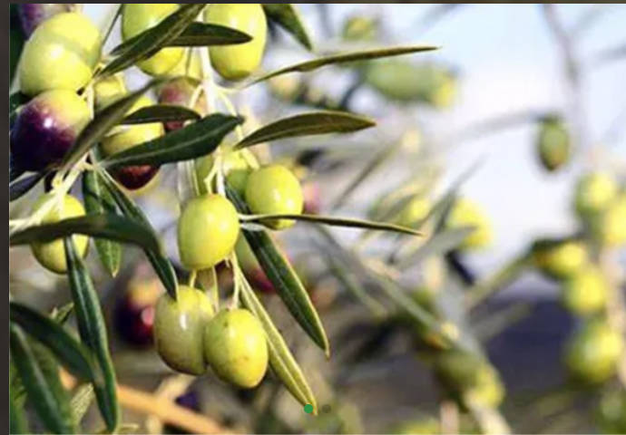 Olive Leaf Extract Powder