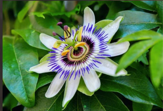 Passion Flower Extract