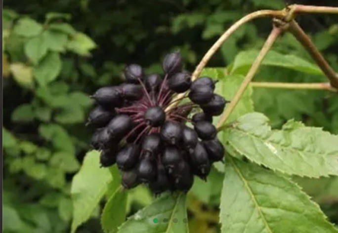 Siberian Ginseng Extract