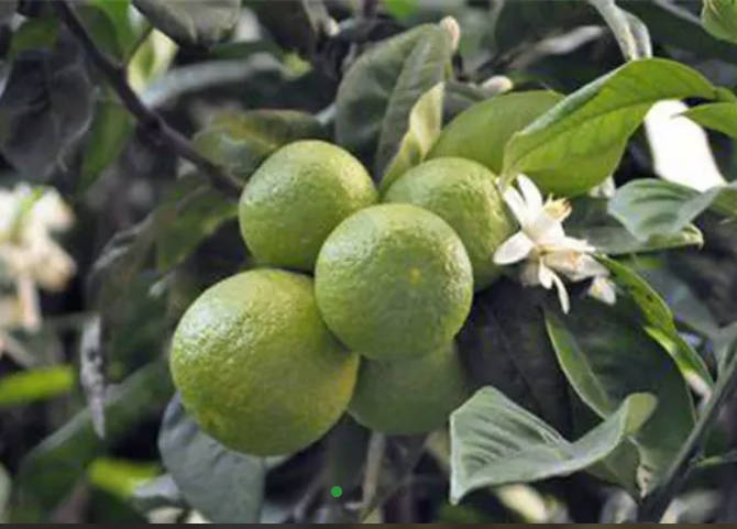 Citrus Extract