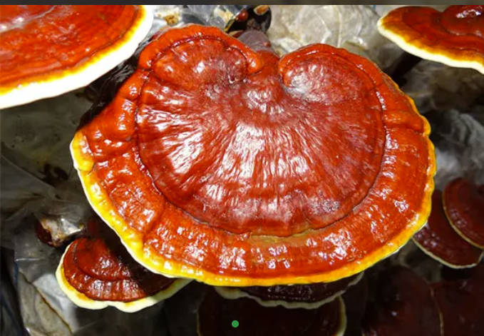 Reishi Whole/ Cut/ Powder/ Extract