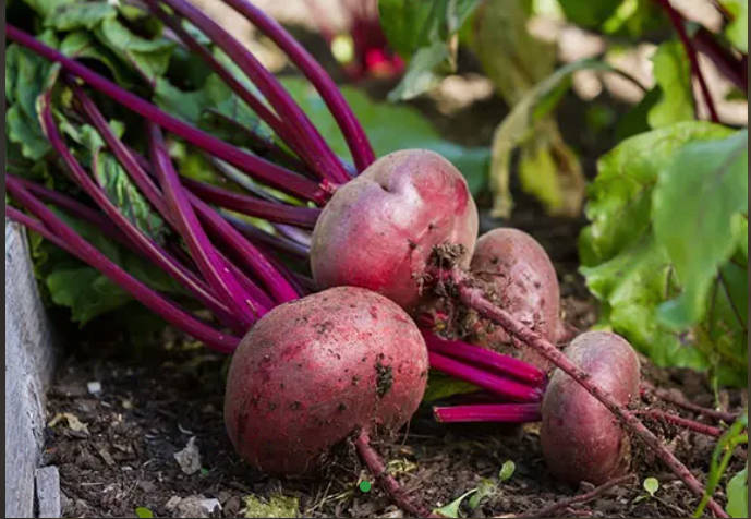 Organic Beet Root Powder