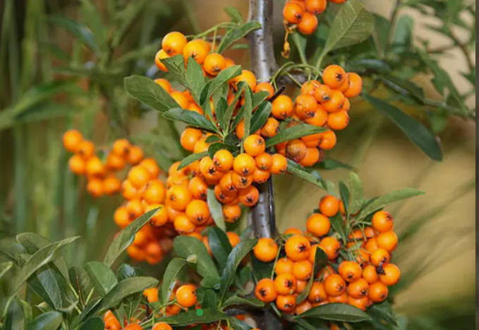 Organic Sea Buckthorn Juice Powder