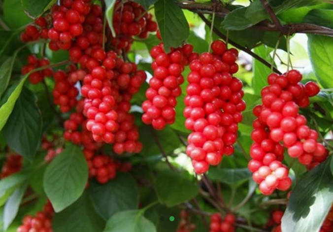 Organic Schisandra Fruit Powder