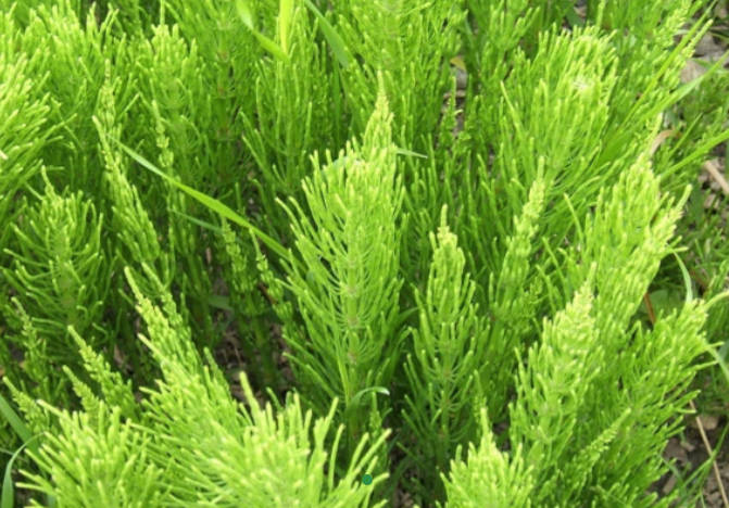 Organic Horsetail Powder