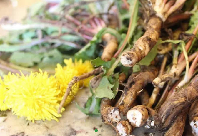 Dandelion Whole/ Cut/ Powder/ Extract