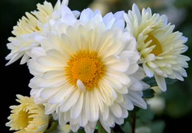 Chrysanthemum Whole/ Cut