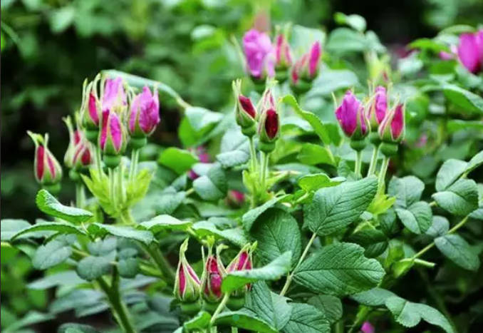 Rosebuds Whole/ Rose Petal Powder
