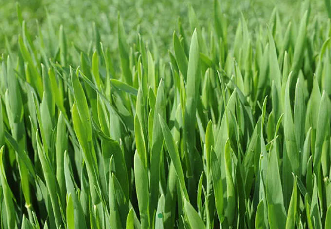 Organic Barley Grass Powder