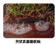 Scleroglucan 硬葡聚糖