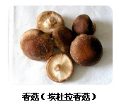 Lentinan 香菇多糖