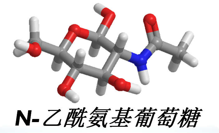 N-乙酰氨基葡萄糖