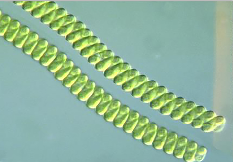 海水螺旋藻粉
