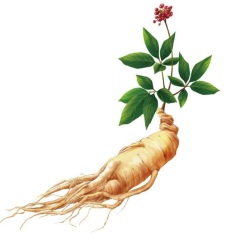 人參根提取物