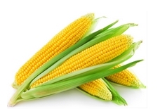 玉米低聚肽