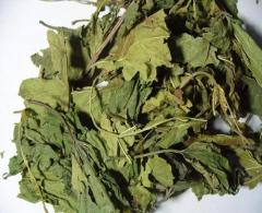桑葉提取物