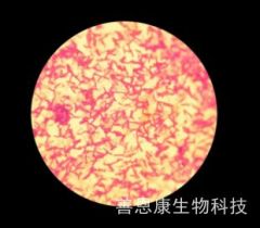 凝结芽孢杆菌BC01