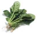 菠菜粉