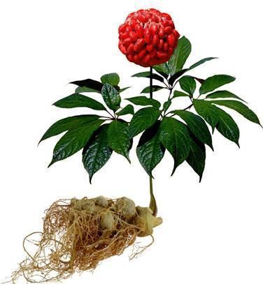 三七三醇皂苷