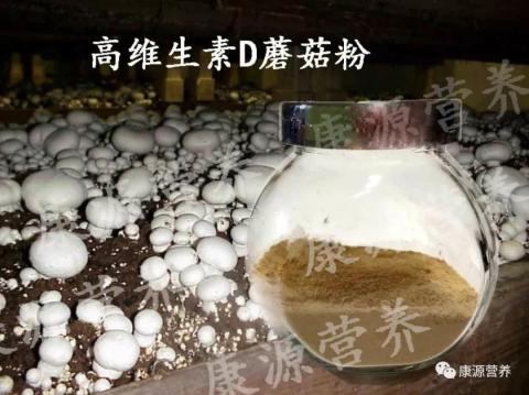 高维生素D蘑菇粉原料
