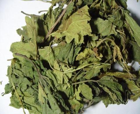 桑葉提取物