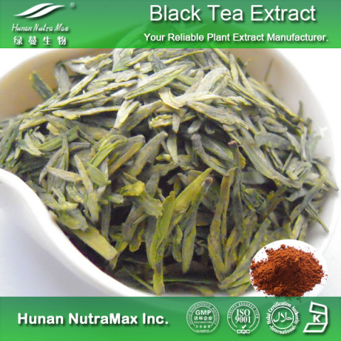 红茶提取物30-90% 茶多酚 