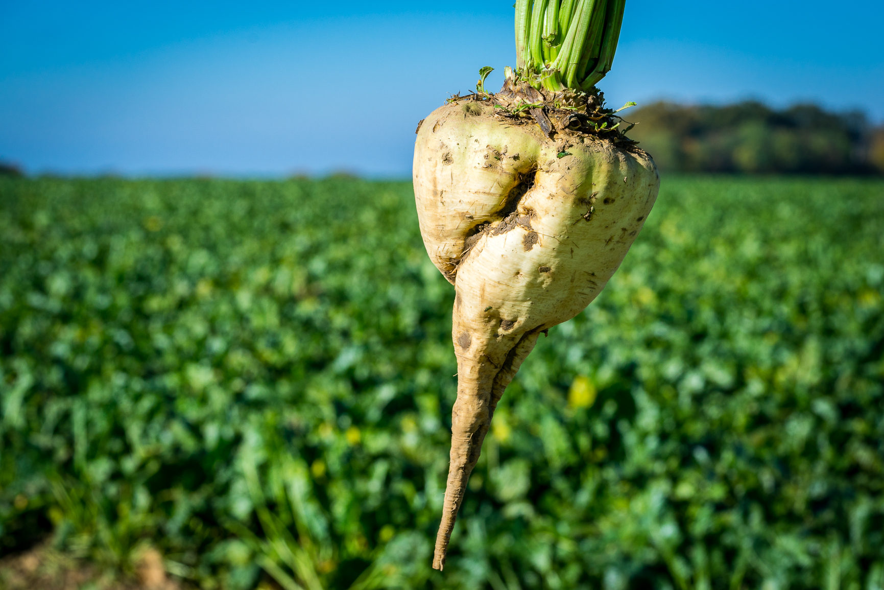 益寿糖 & 帕拉金糖