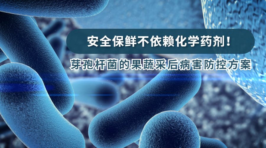 安全保鲜不依赖化学药剂！芽孢杆菌主导的果蔬采后病害防控方案