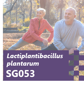 Lactiplantibacillus plantarum SG053