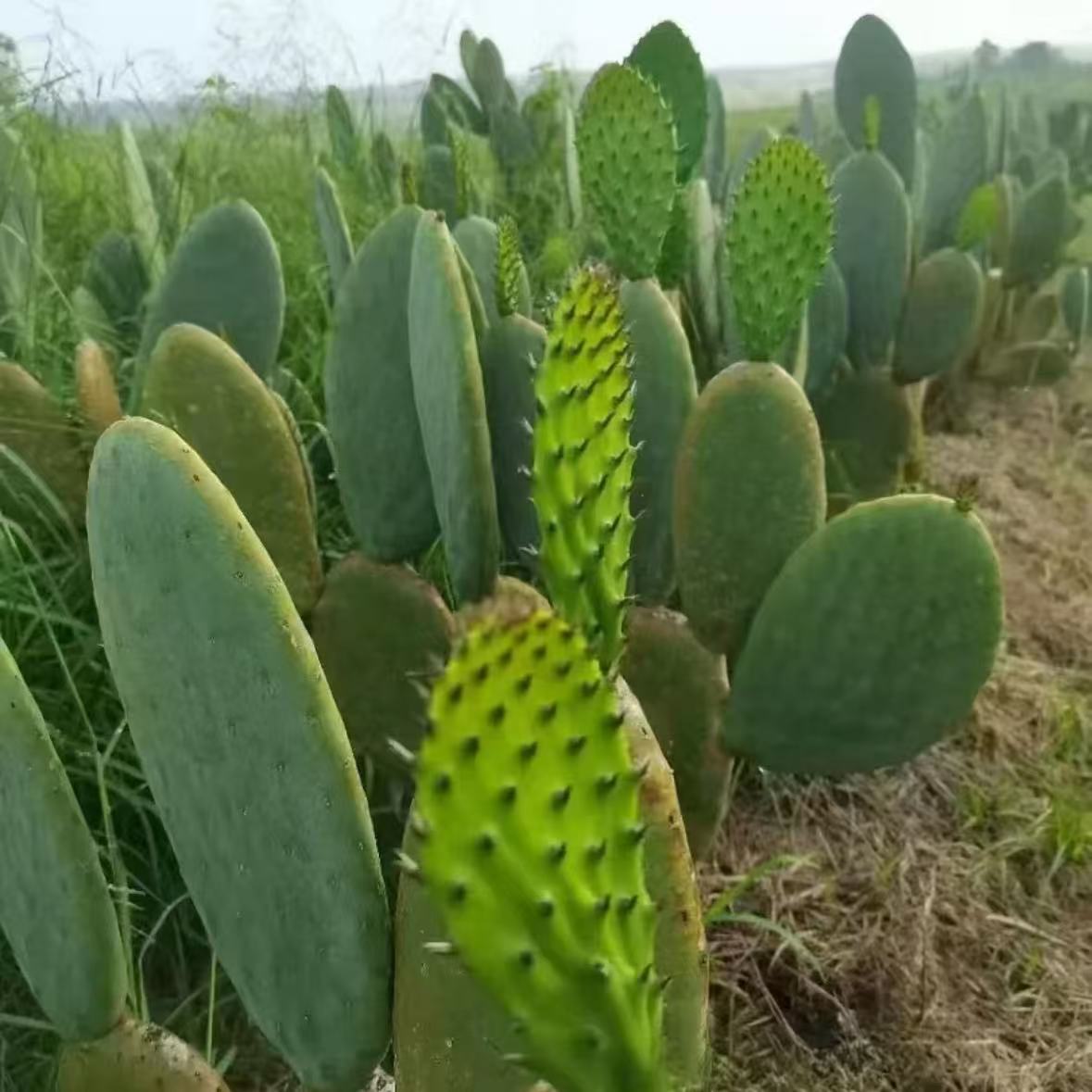 美墨仙人掌叶片