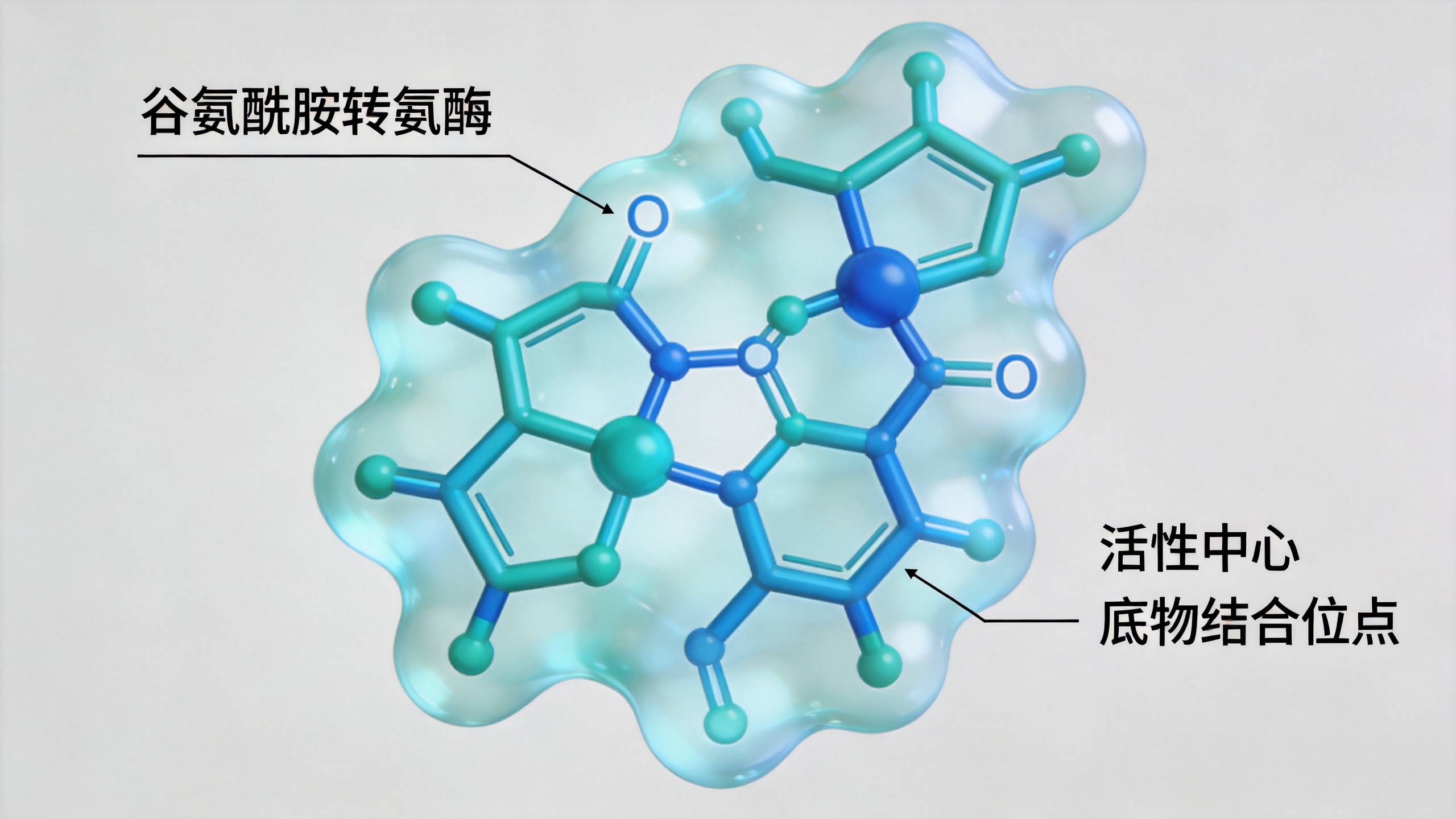 Transglutaminase